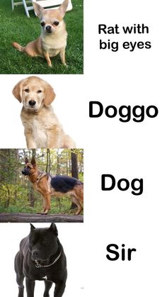 three different dogs are shown in the same picture