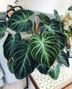 a large green plant sitting on top of a wooden table next to a gray couch