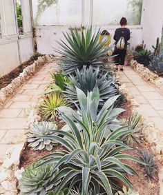 a woman sitting on a bench in a greenhouse surrounded by succulents and plants