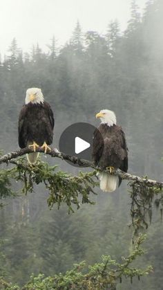 two bald eagles sitting on top of a tree branch in front of some foggy trees