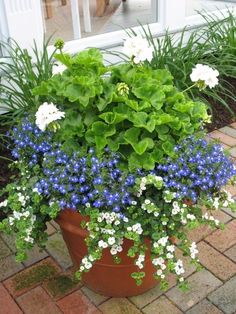 a potted plant with blue and white flowers