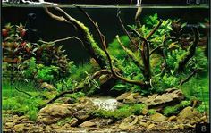 an aquarium filled with plants and rocks