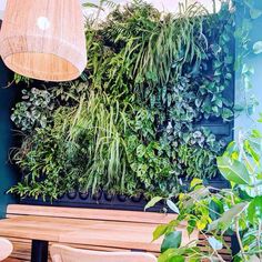 a wooden bench sitting in front of a green wall filled with plants and greenery