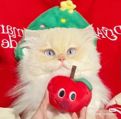 a white cat with blue eyes holding an apple