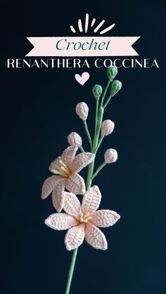 a crocheted flower is shown in front of a blue background with the words, crochet reinehera coccineaa