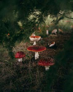 a group of mushrooms sitting on the ground under a pine tree in front of them