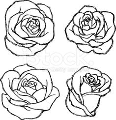 four roses drawn in black and white on a white background stock photo, royalty illustration