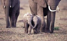 an adult elephant walking with two baby elephants