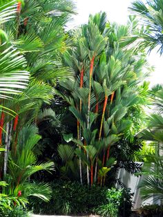 there are many palm trees in the garden