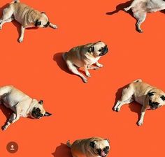 four pug dogs laying down on an orange surface