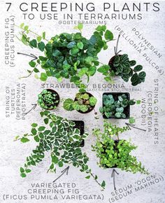 a poster with different types of plants on it and the words 7 creeping plants to use in terrariums