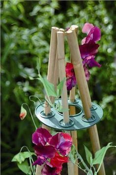 purple flowers are growing on top of a wooden stand