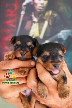 two small puppies are being held in their human's hands with the poster behind them