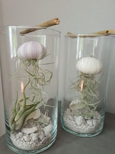 two glass vases filled with plants and rocks