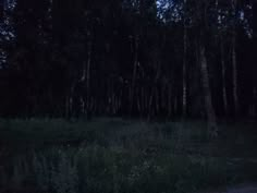 an empty road in the middle of a forest with tall trees and grass at night