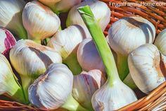 garlic bulbs in a wicker basket ready to be picked from the garden for sale