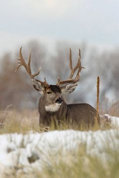 a deer with antlers standing in the snow