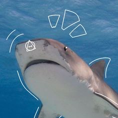 a close up of a shark swimming in the ocean with an arrow pointing to it's mouth