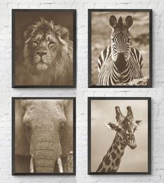 four different pictures of animals in black and white on a wall above them is an elephant, zebra, giraffe, and lion