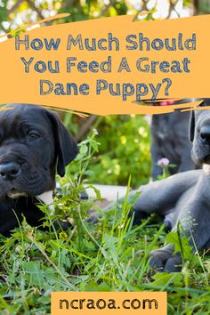 two dogs laying in the grass with text overlay how much should you feed a great dane puppy?