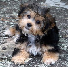 a small dog laying down on the ground