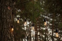 several light bulbs hanging from a tree in the woods