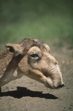 a close up of a goat on a dirt road with grass in the back ground