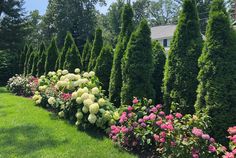 a row of trees and bushes with flowers in the foreground on a sunny day