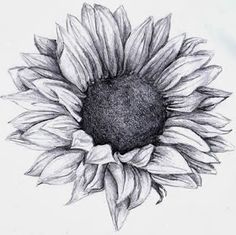 an image of a sunflower drawn in pencil on the app store's facebook page