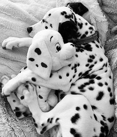 a black and white photo of a dalmatian dog curled up on a blanket