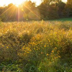 the sun shines brightly over a field with tall grass and wildflowers in the foreground