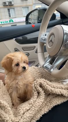 a small brown dog sitting on top of a blanket next to a car steering wheel