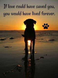 a dog standing on top of a beach next to the ocean with a sunset in the background