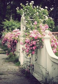 a white fence with pink flowers growing over it