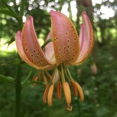 an orange and pink flower is blooming in the forest with green grass behind it