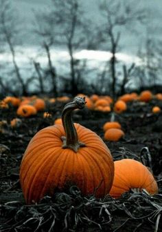 two pumpkins sitting in the middle of a field