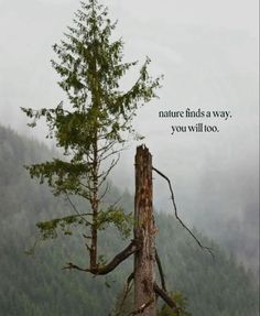 a lone tree in the middle of a forest with a quote about nature finds a way, you will too