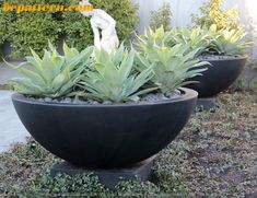 two large black planters with succulents in them