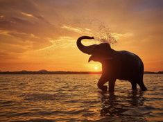 an elephant standing in the water at sunset