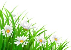 white daisies and green grass on a white background