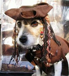 a dog dressed up as a pirate