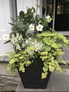 a potted plant with white flowers and green leaves in front of a door way