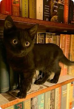 a black kitten standing on top of a book shelf