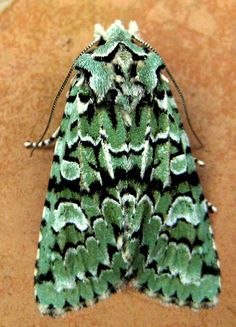 a green and white moth sitting on top of a wooden floor