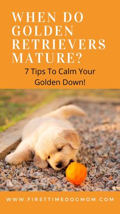 When Do Golden Retrievers Mature - A Golden Retriever puppy laying on the ground reaching for an orange ball with its mouth. Golden Retriever Puppy Training, Puppy Stages, Dog Area, Dog Games, Dog Training Techniques