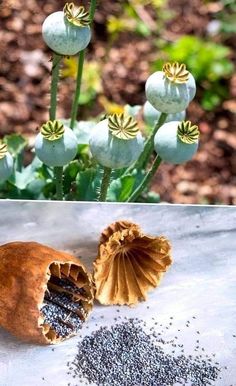 an image of some flowers and seeds on the ground