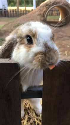 a rabbit is peeking over the top of a fence