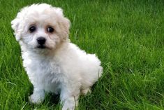 a small white dog sitting in the grass