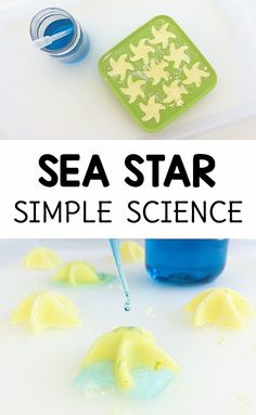 sea star simple science for kids to learn how to make the ocean animals and fish