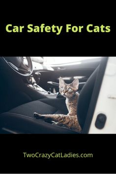 a cat sitting in the back seat of a car with text overlay that reads, car safety for cats